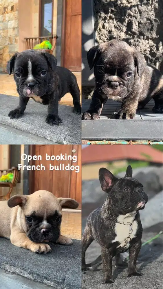 French bulldog male