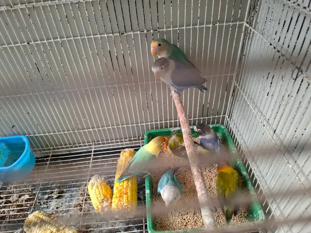 Burung love bird borongan 3 pasang