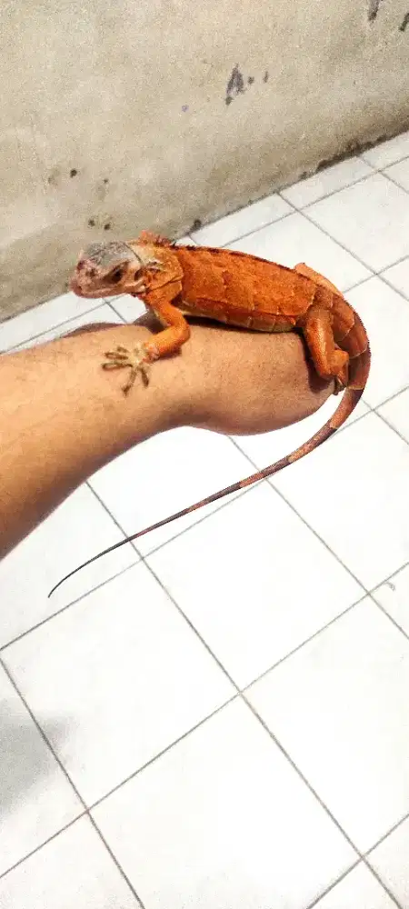 Iguana super red anakan