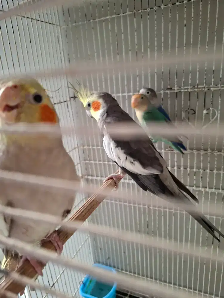 Burung parkit Australia sepasang