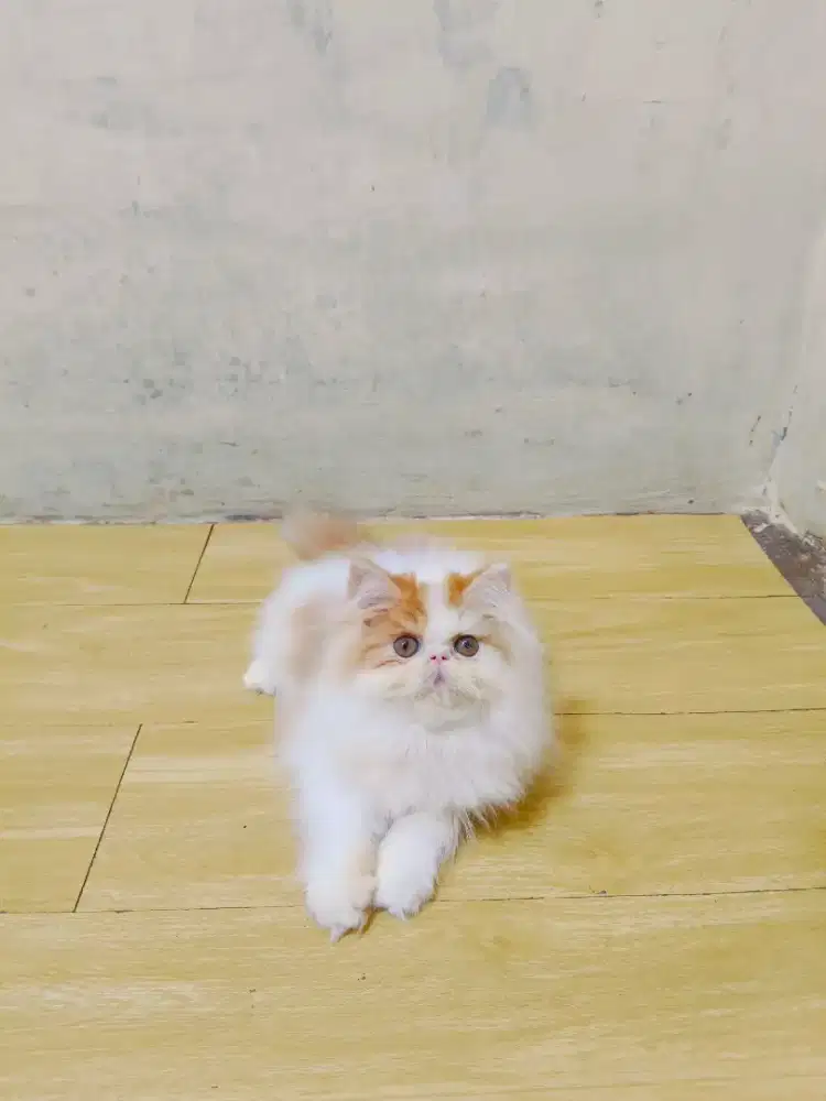 Kitten peaknose super