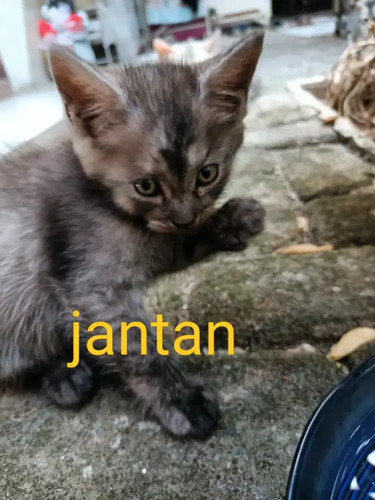 Dijual 2 kitten