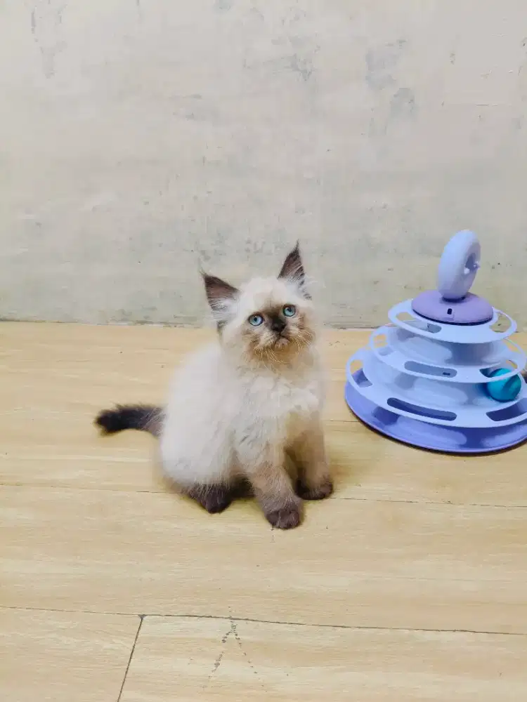Kitten himalaya sealpoint