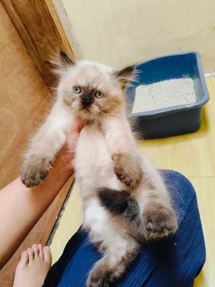 Kitten himalaya sealpoint jantan