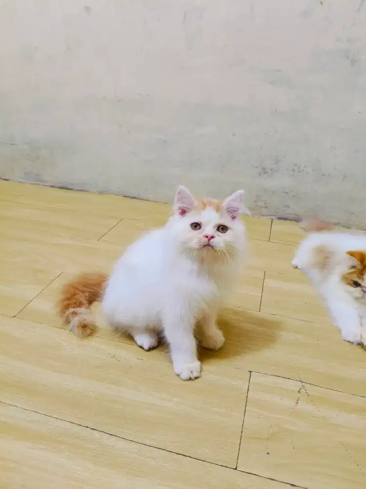 Kitten Flatnose jantan