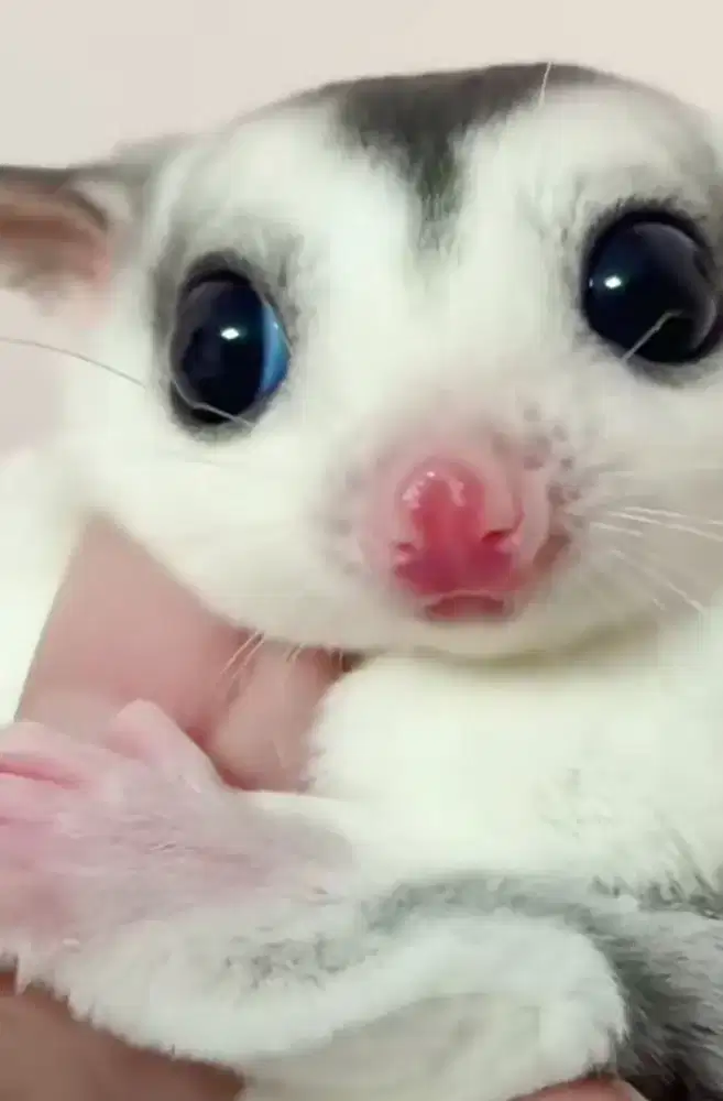 Sugar glider Joey Mozaik Betina
