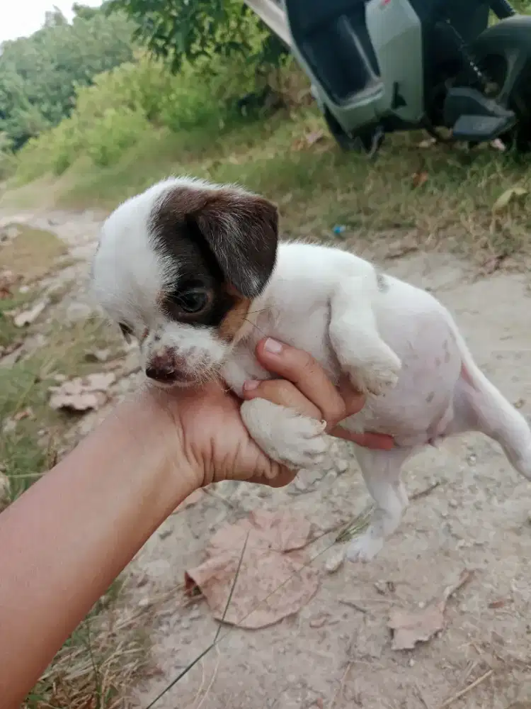 Di jual anak anjing chihuahua mix umur 2 bulan