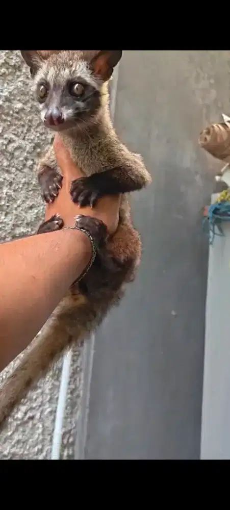 MUSANG PANDAN JINAK TOTAL ( JITOT)