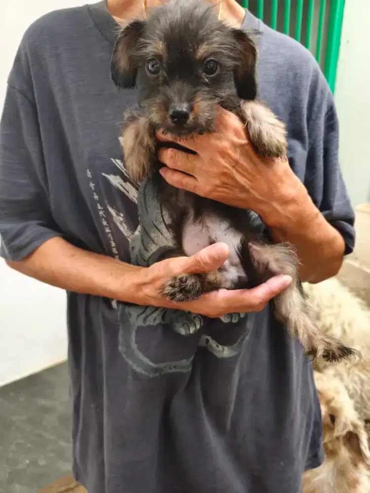 Anak anjing kecil Ras murah