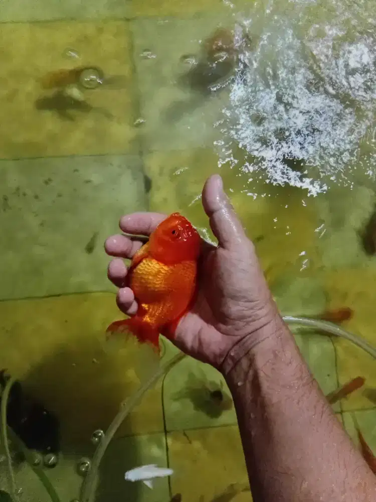 Mas koki oranda . Panda ada tricolor ada