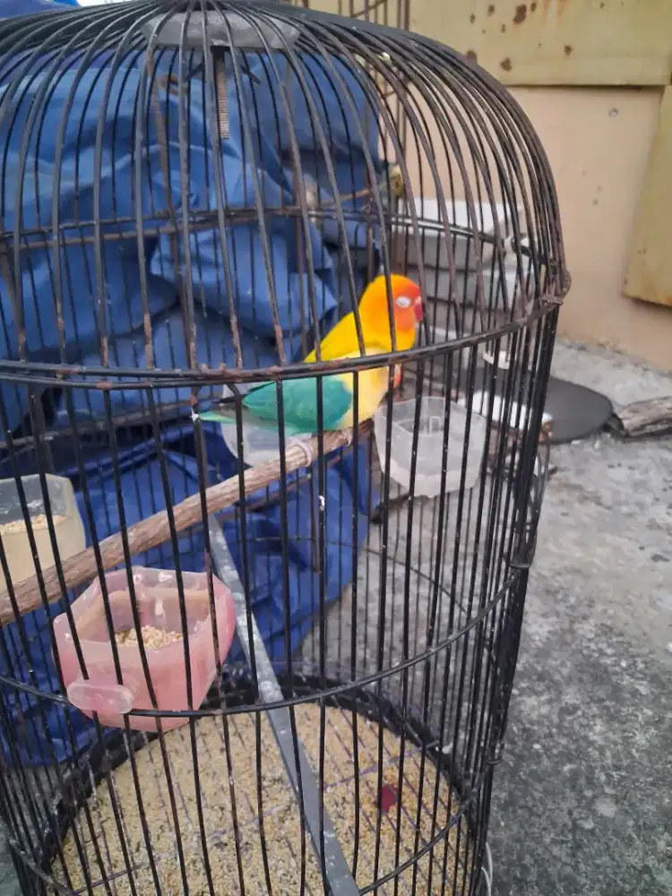 Burung lovebird indukan pb dan paskun