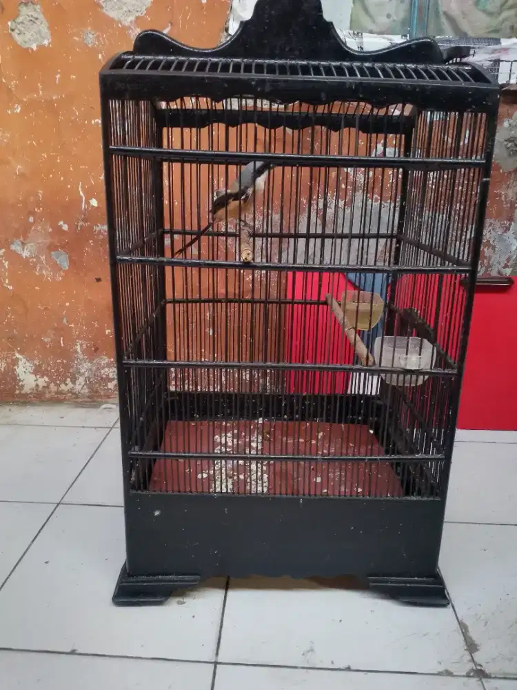 Burung pentet rajin bunyi video ada