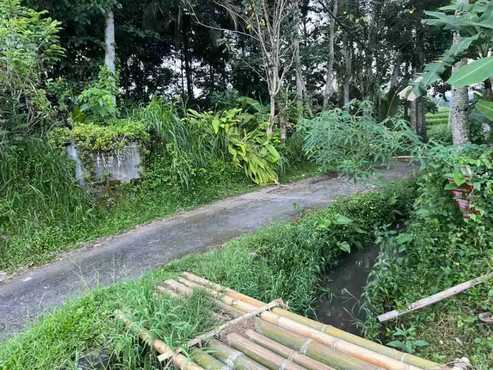 jual tanah kebun durian Los sungai luas kecil di penebel tabanan bali.