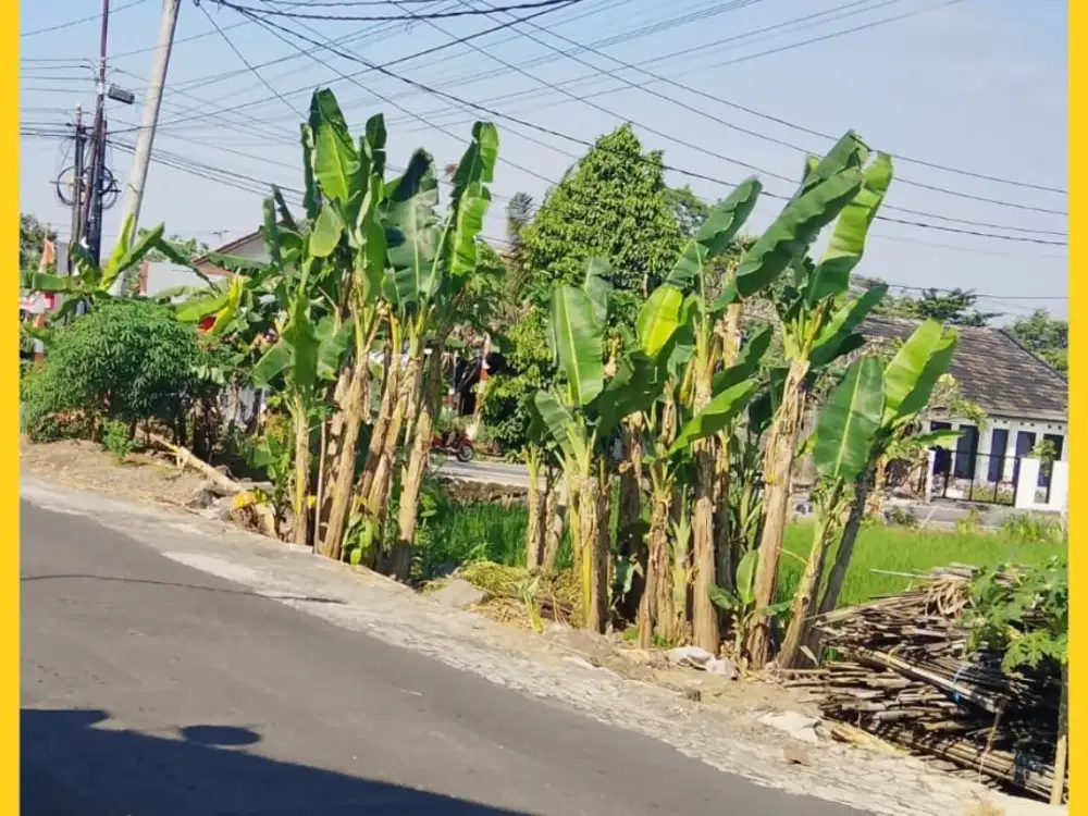 Tanah Jogja Area Condongcatur Mangku Jl Aspal