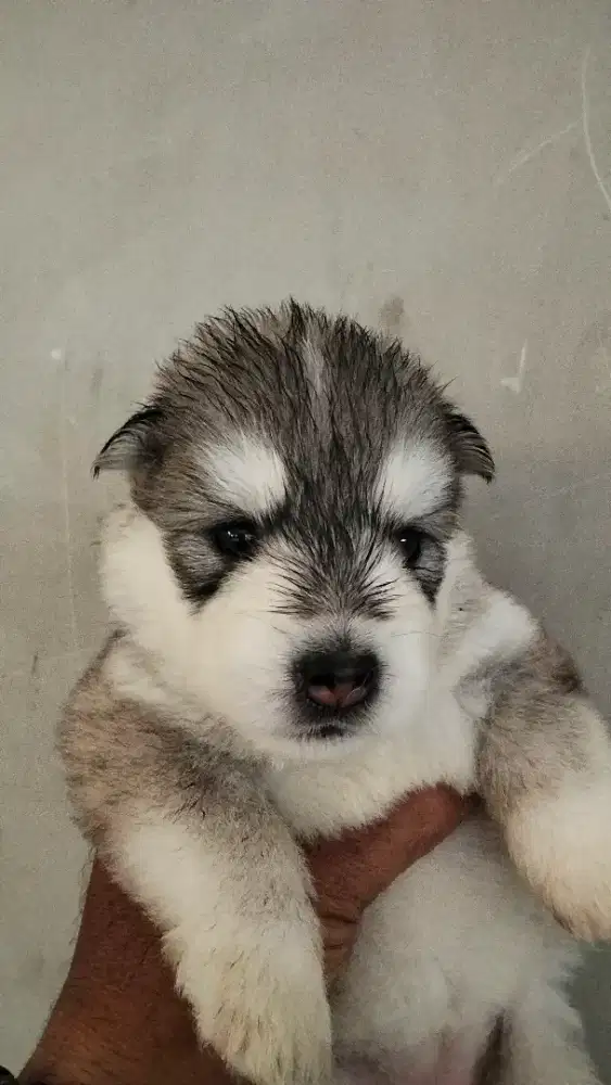 Jual anak Siberian Husky usia 3 Minggu lebih