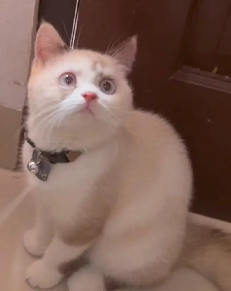 Kucing british shorthair bsh british short hair