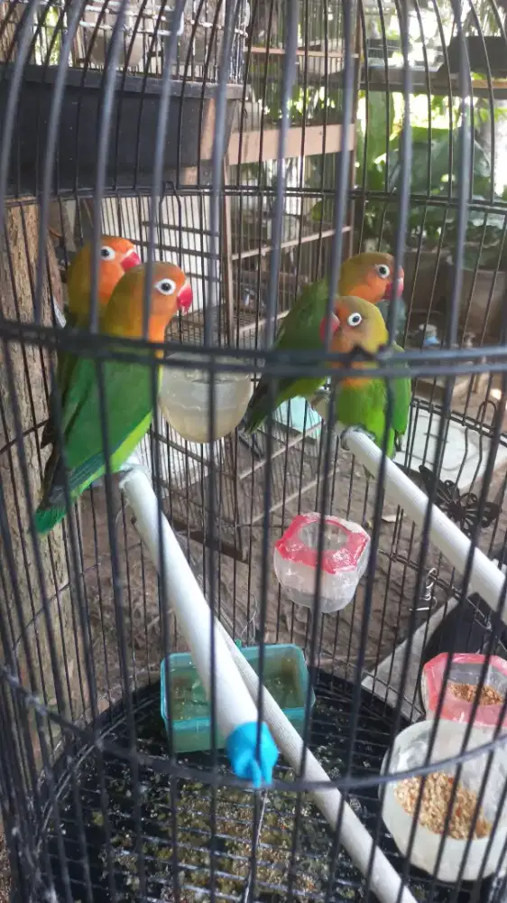 Burung Lovebirds anakan sendiri