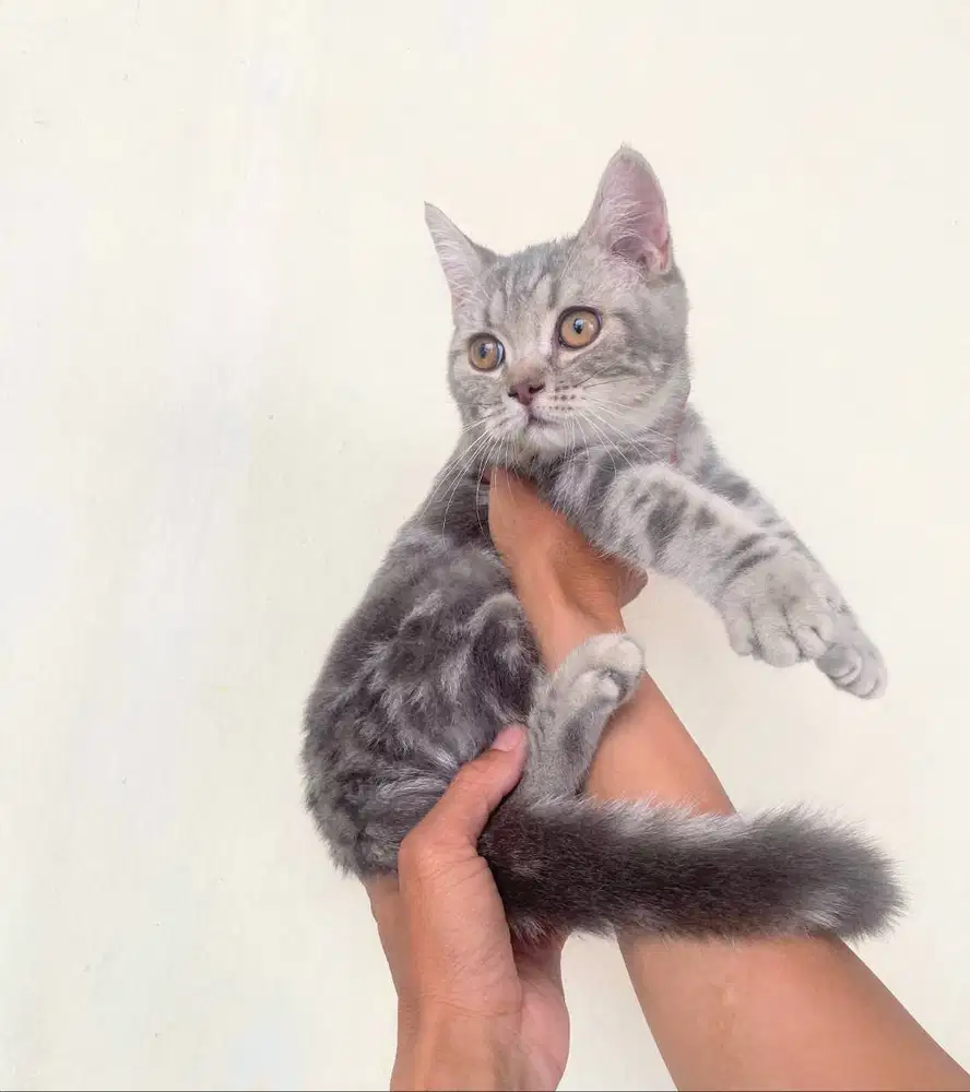 Kucing kitten British shorthair classic marbel silver