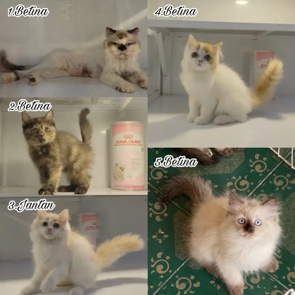 kucing kitten anakan anggora himalaya mainecoon ragdoll munchkin