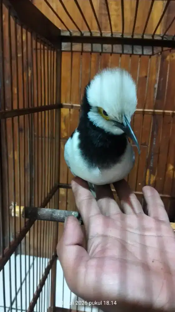Jalak hongkong super jinak