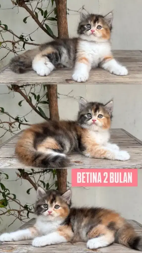 kucing kitten anakan persia himalaya anggora ragdoll british scottish