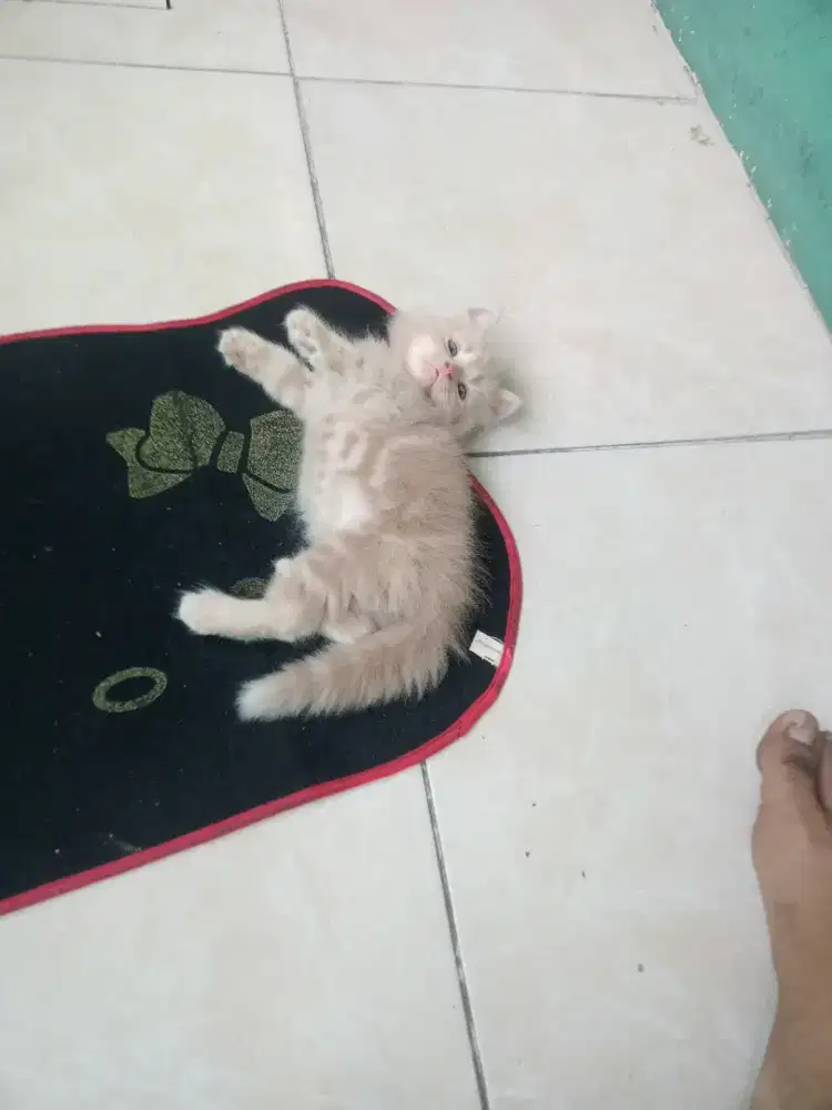 Kucing Persia betina cream