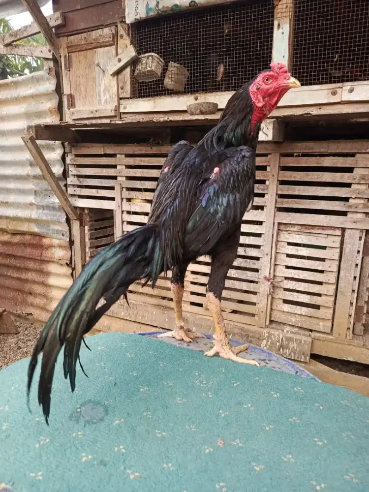 Ayam khoytrat muda