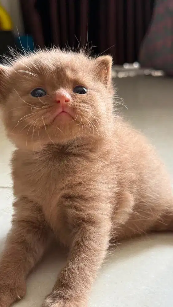 Kucing British Shorthair