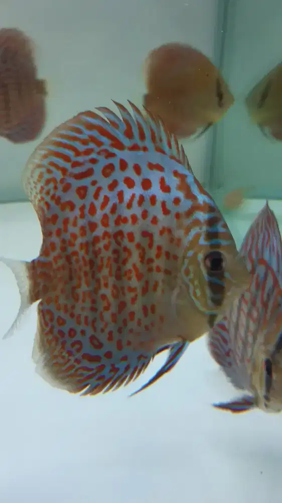 Ikan hias discus 3 inch leopard ring