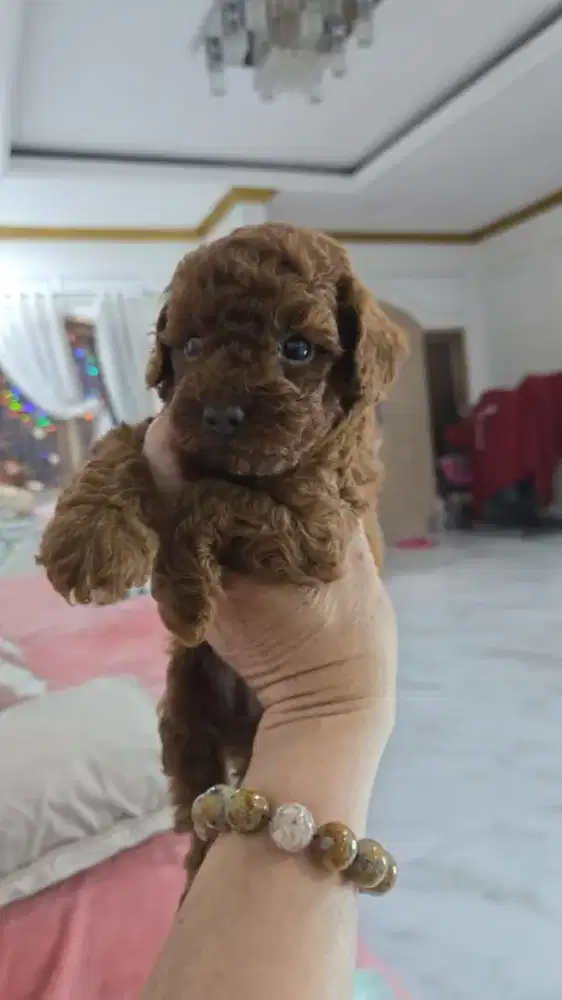 Ready for adopt poodle puppy betina