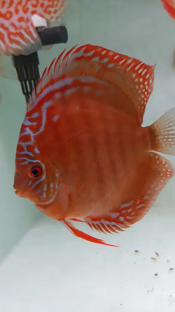 Ikan discus diskus red alenquer 4 inch