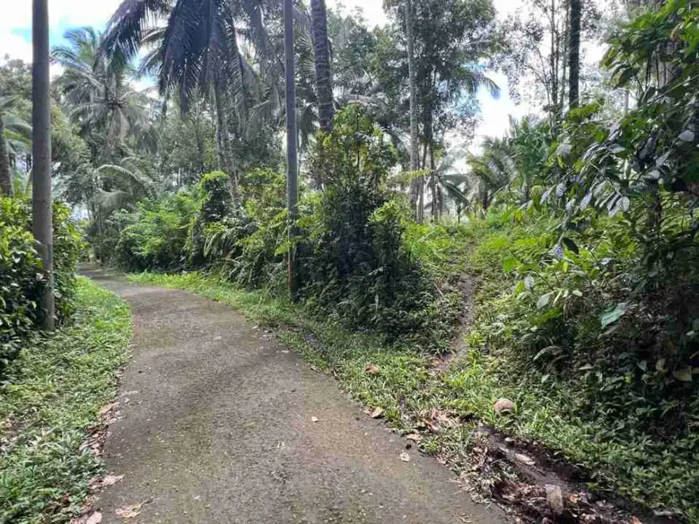jual tanah kebun murah Los sungai di tabanan bali.
