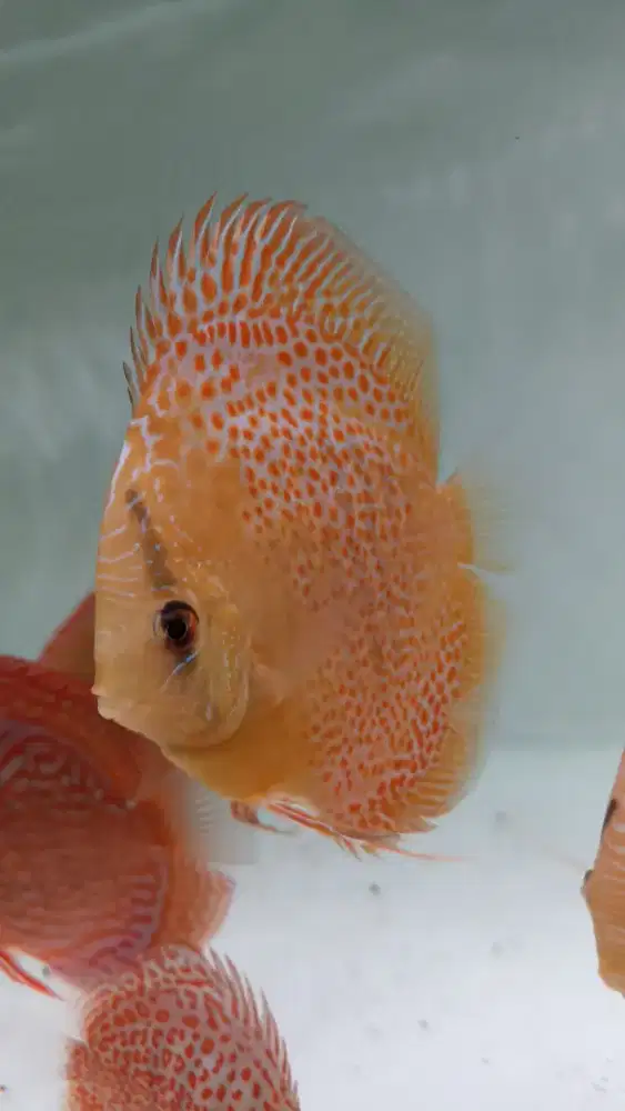 Ikan discus diskus leopard snake skin 4 inch cibubur