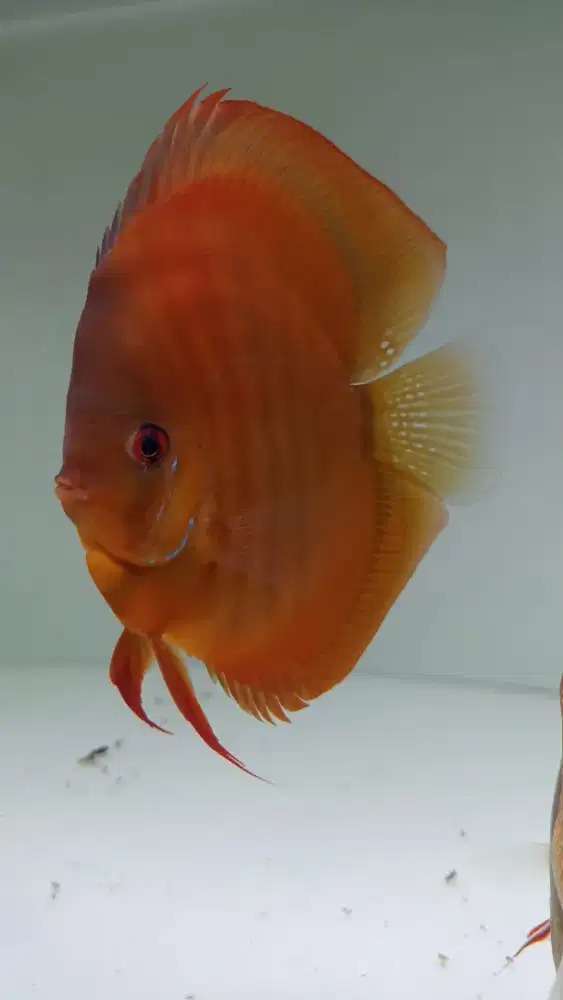 Ikan discus diskus red cover san merah high body 4,5 inch