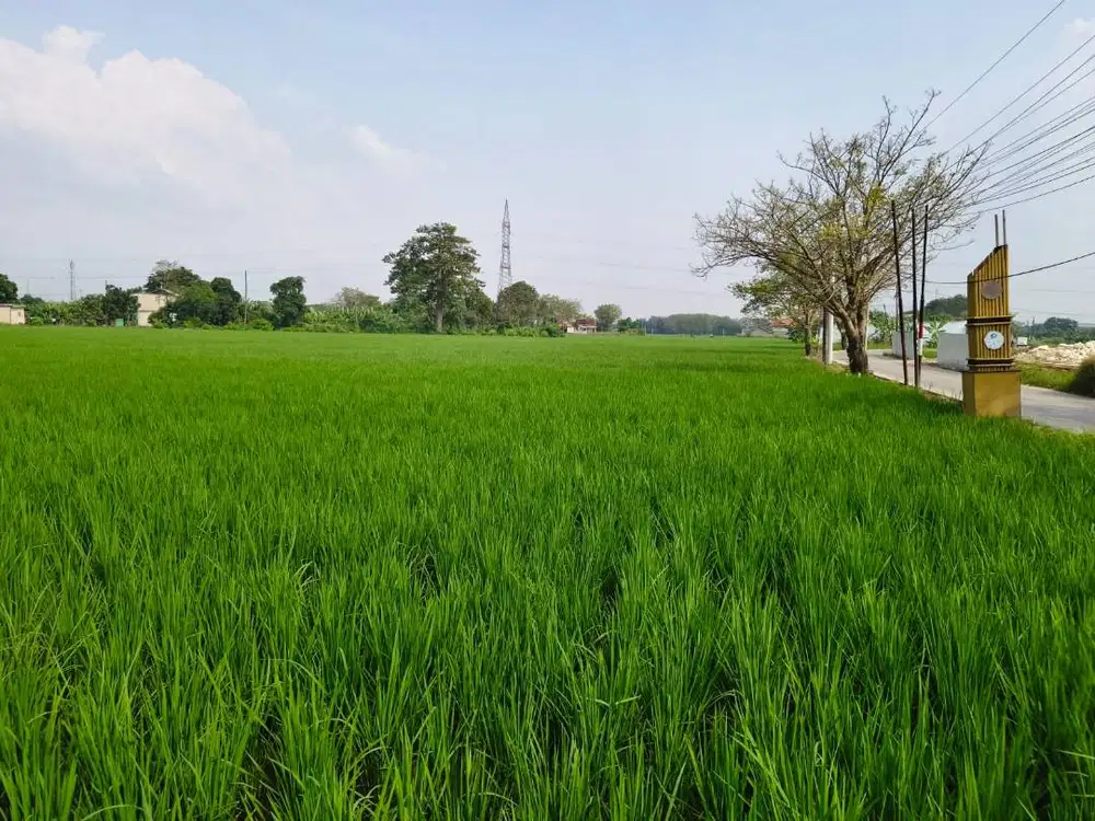 DI JUAL TANAH SAWAH 8.345 M2 (TANPA PERANTARA)