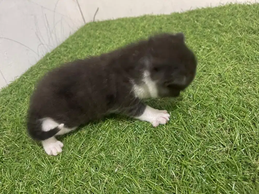 Kitten Bsh scoties