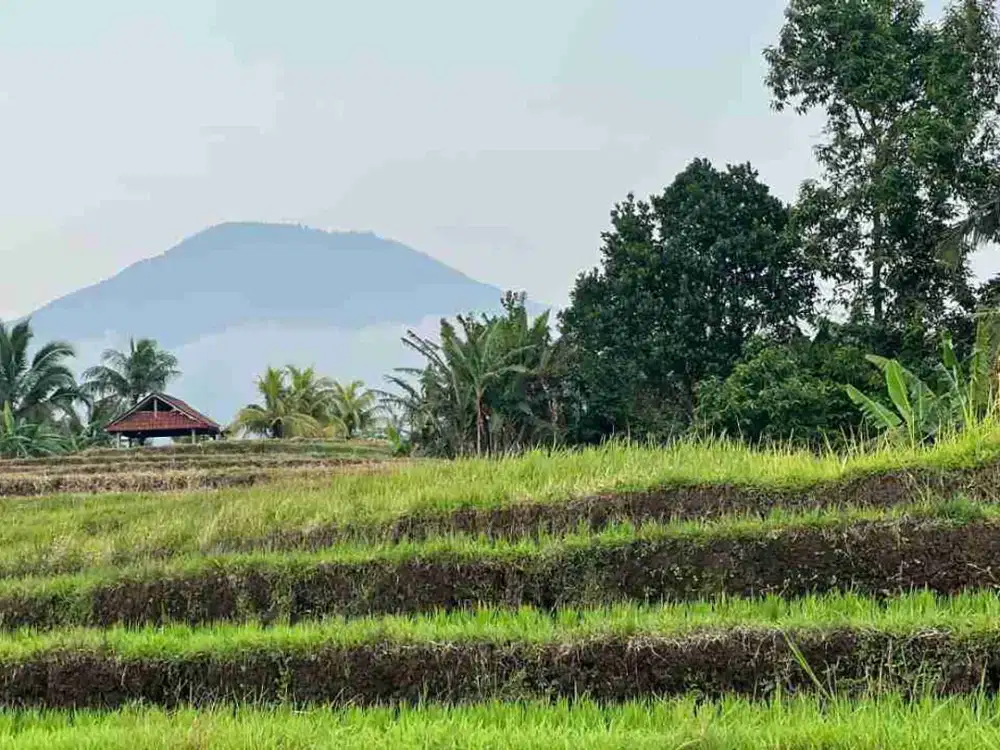 jual tanah sawah view cantik di tabanan bali