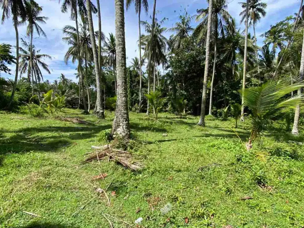 jual tanah contour datar di selemadeg tabanan bali, dekat jalan antar propinsi.