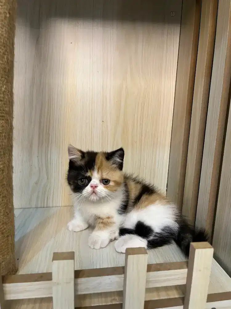 Kucing munchkin peaknose