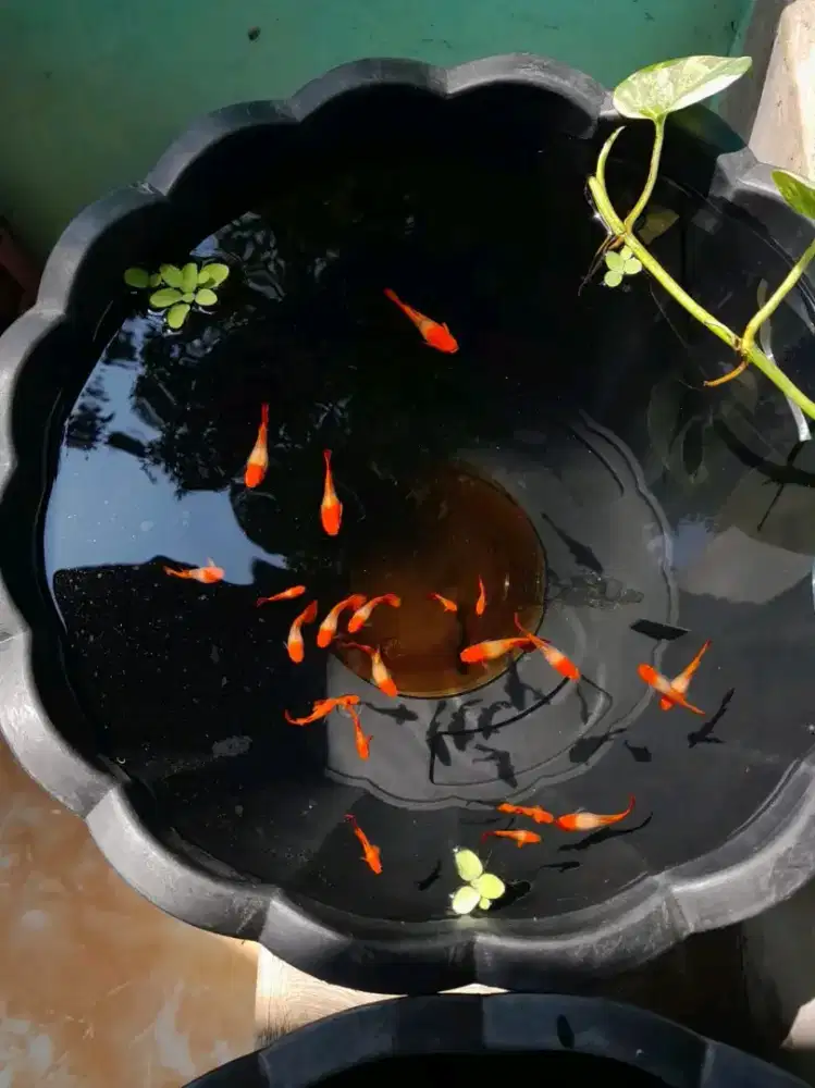 Albino Koi Gen Red Ear