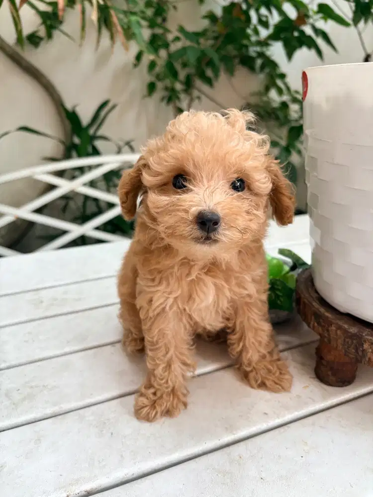 Dijual Anjing Poodle