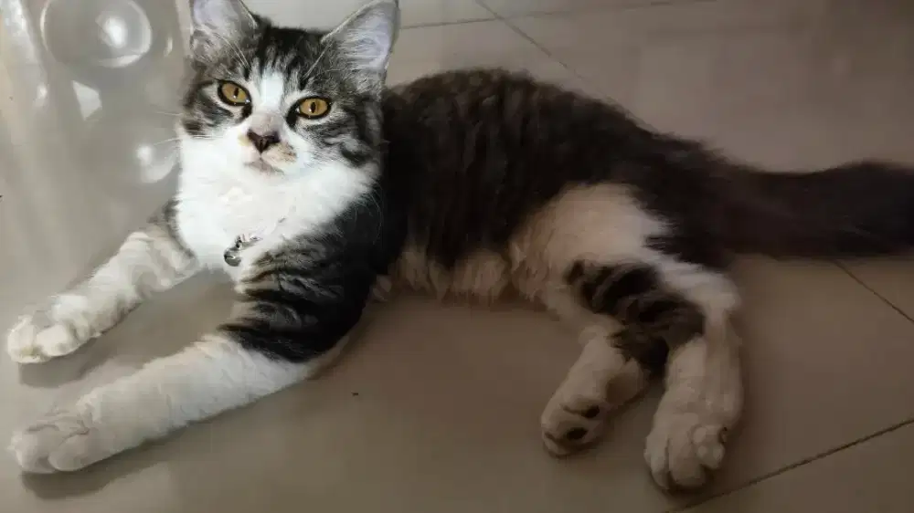Open adopsi kitten Betina