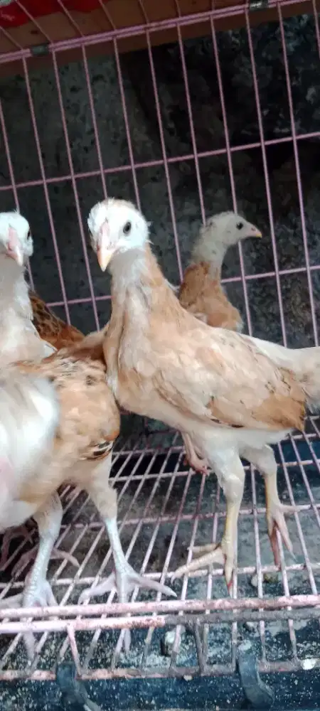 Ayam Kampung Elba