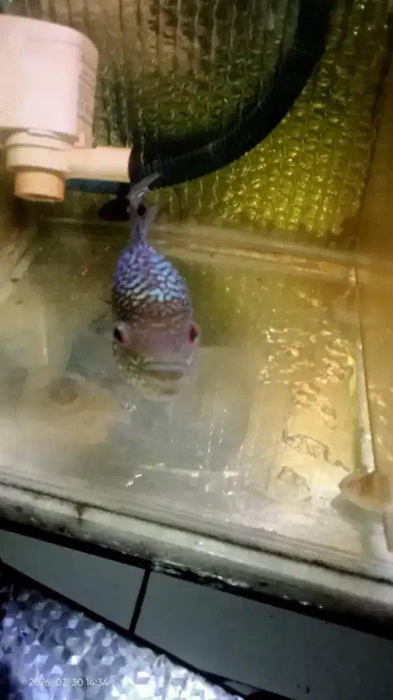 Ikan louhan -+10cm