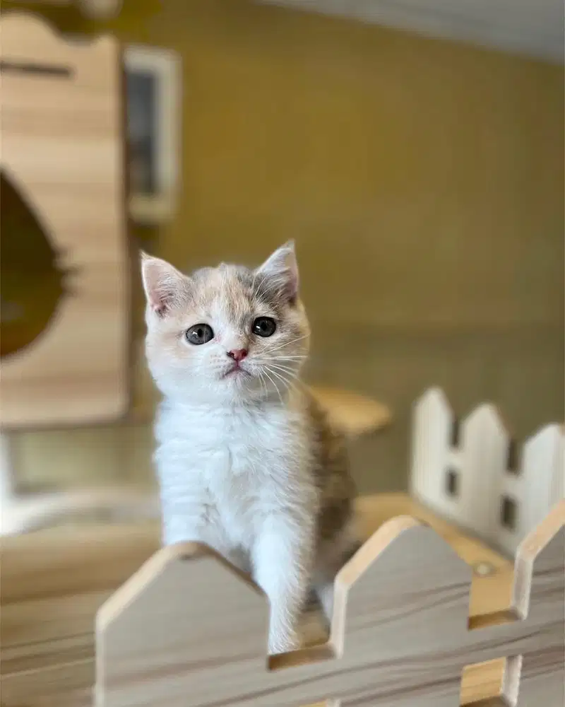 Kucing british shorthair bsh calico dilute