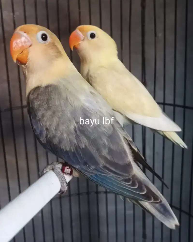 Burung Lovebird love bird BPE Violet x PB Pastel sepasang burja