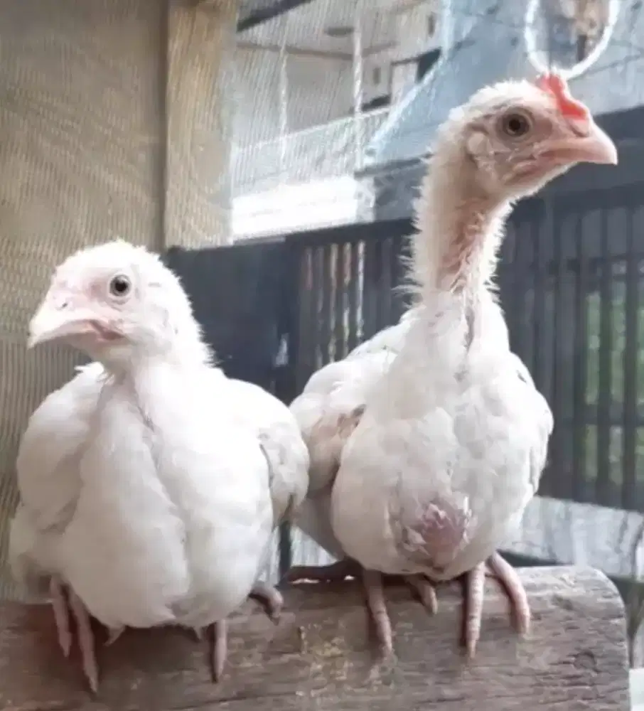 Anak ayam pelung putih
