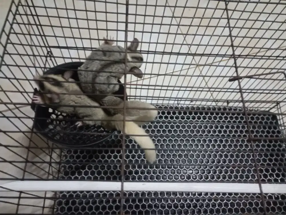 Sugar glider jenis Moza ( Ekor putih )