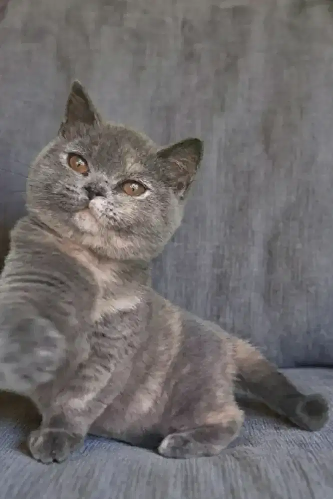 BSH BRITISH SHORTHAIR SF SCOTTISH FOLD MUNCHKIN RAGDOLL EXO PEAKNOSE