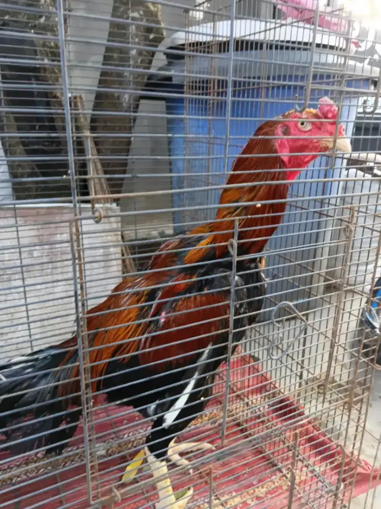 Ayam Bangkok 1up